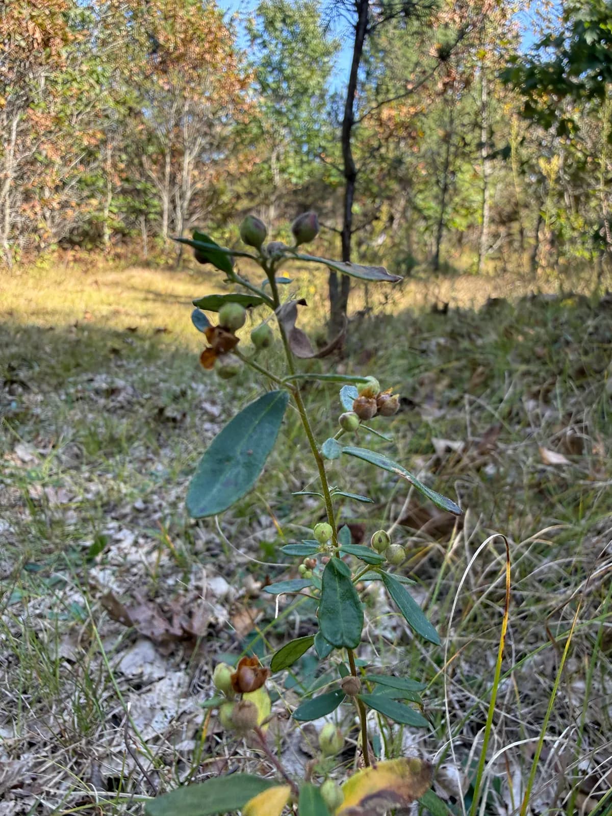Bicknell'S Hoary Frostweed (Crocanthemum bicknellii)