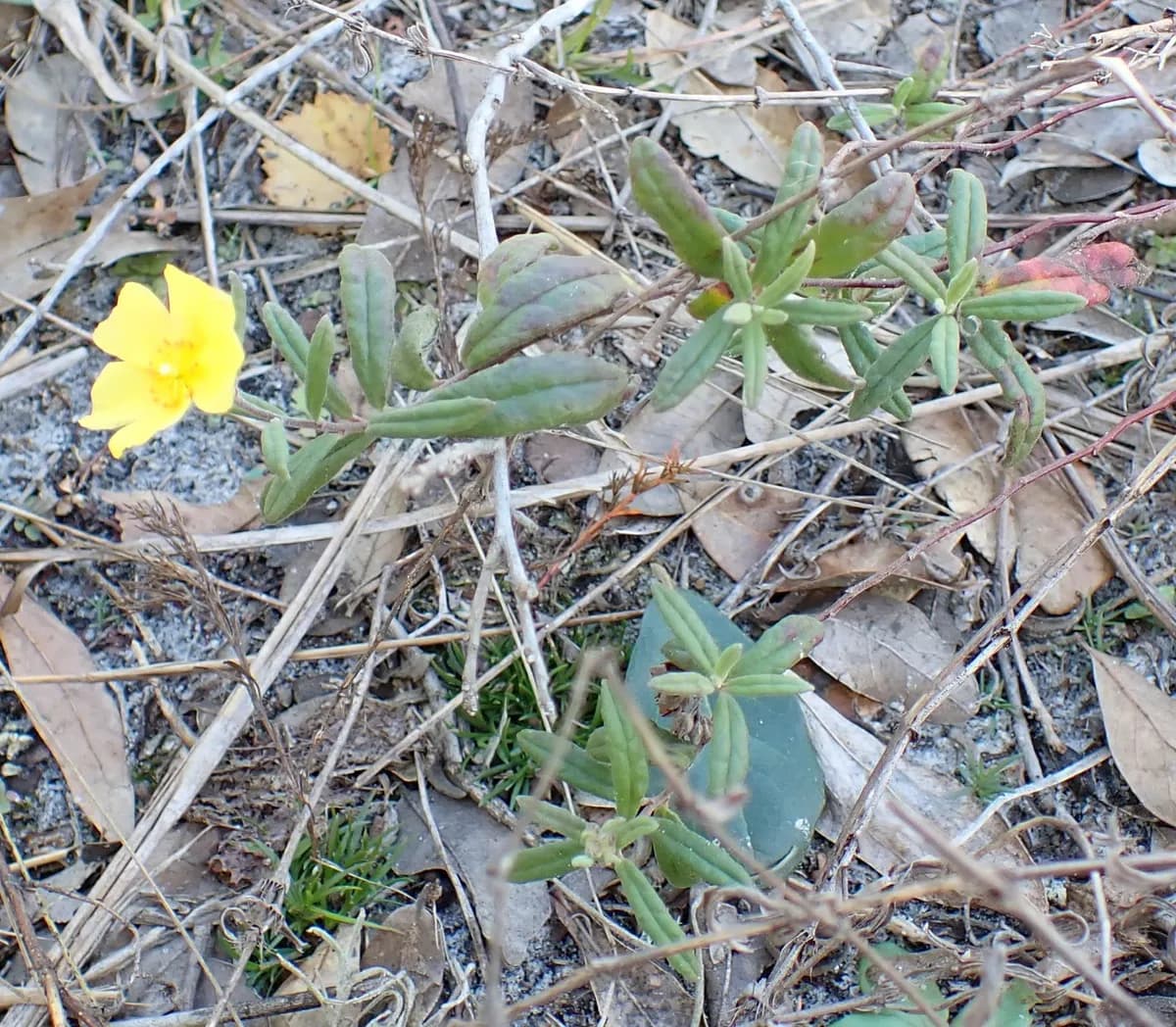 Pine barren frostweed (Crocanthemum corymbosum)