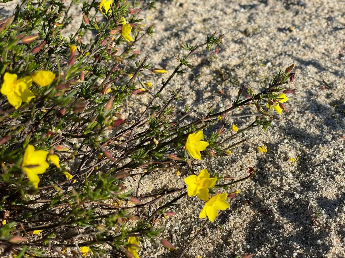 Common sunrose (Crocanthemum scoparium)