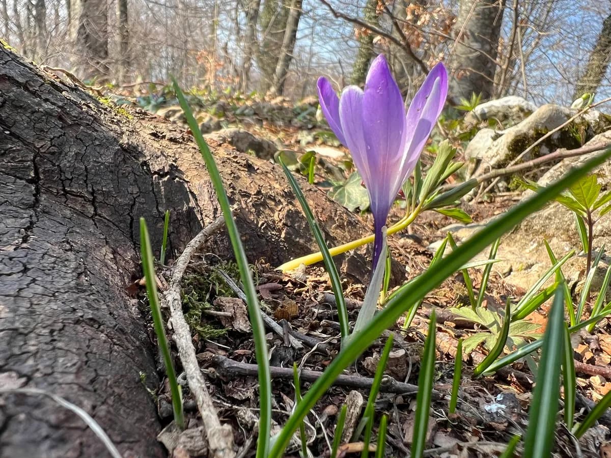 Spring crocus (Crocus vernus)