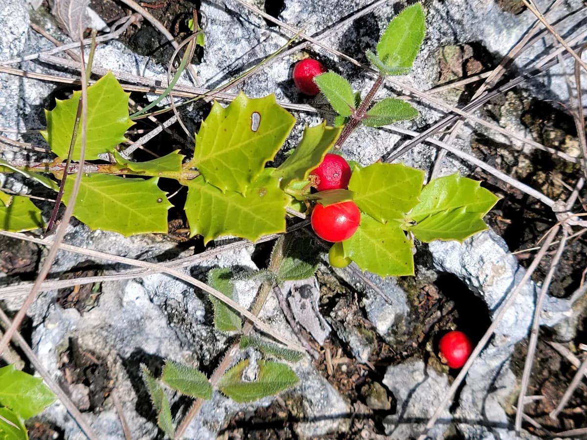 Quailberry (Crossopetalum ilicifolium)