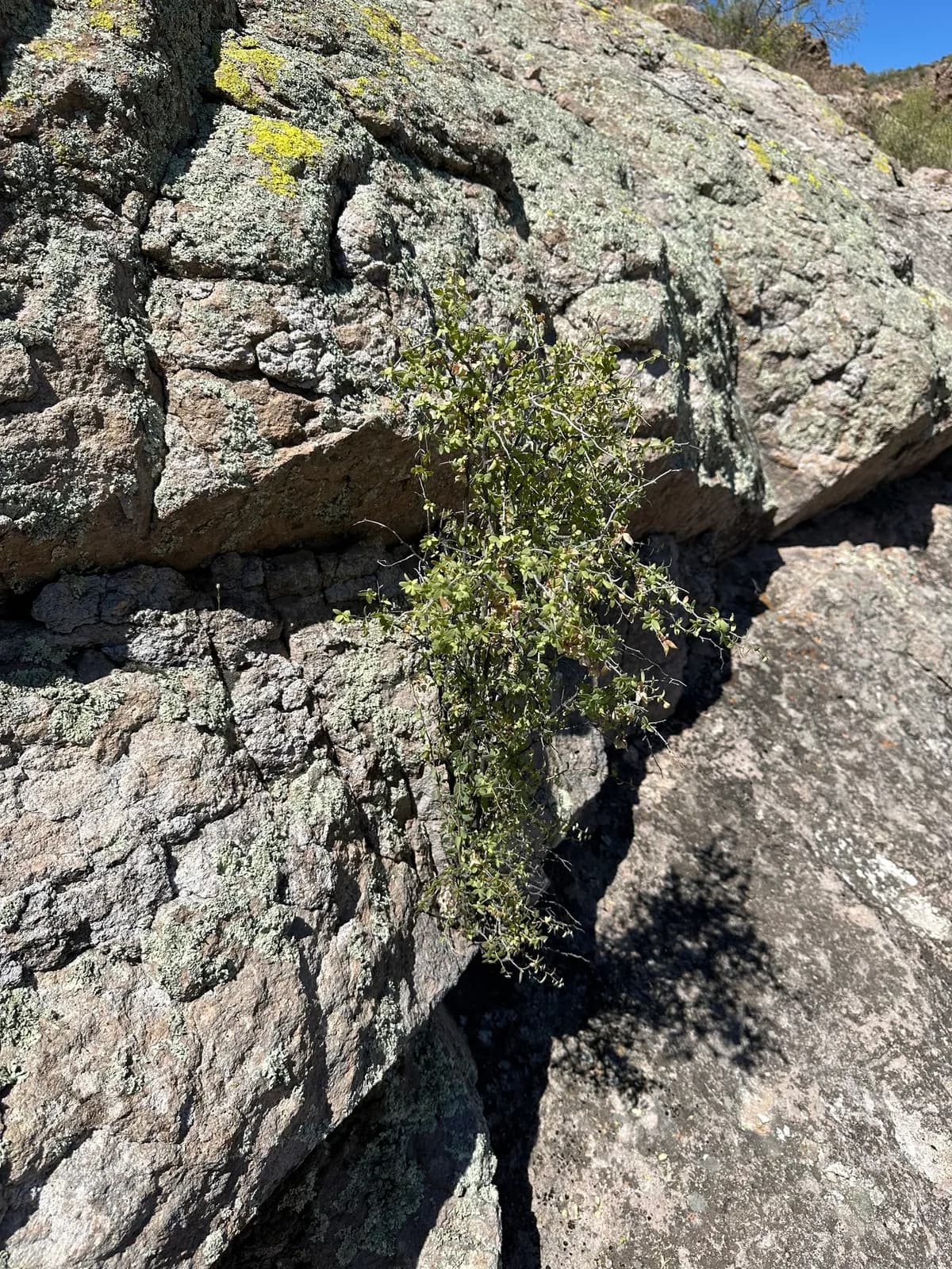Ragged Rockflower (Crossosoma bigelovii)