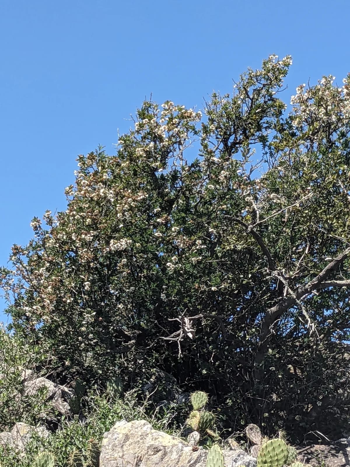 California rockflower (Crossosoma californicum)