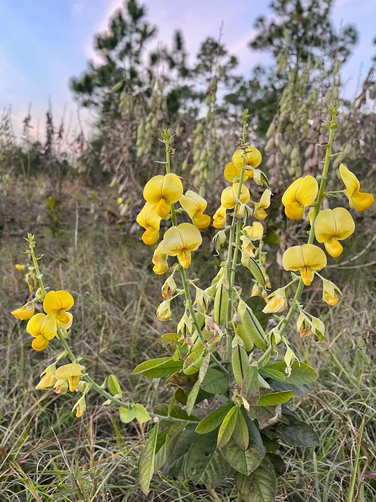 Rattlebox (Crotalaria spectabilis)