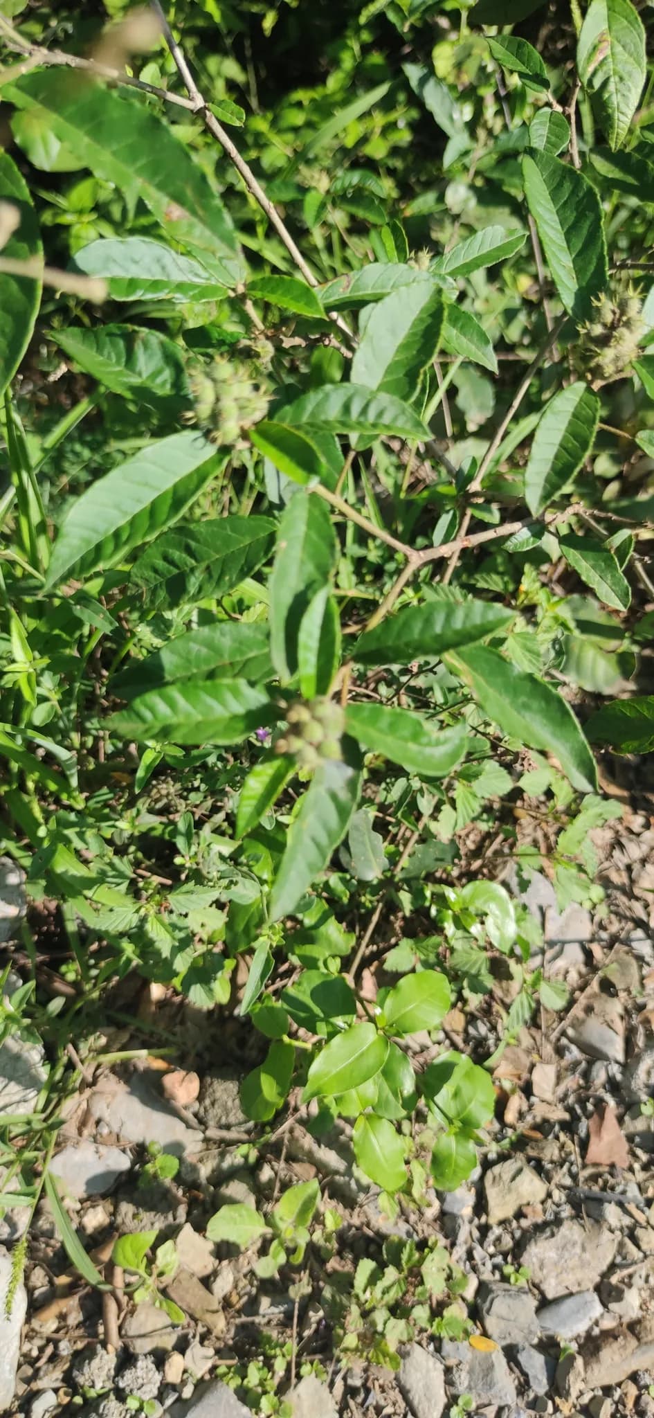 Cortes Croton (Croton cortesianus)