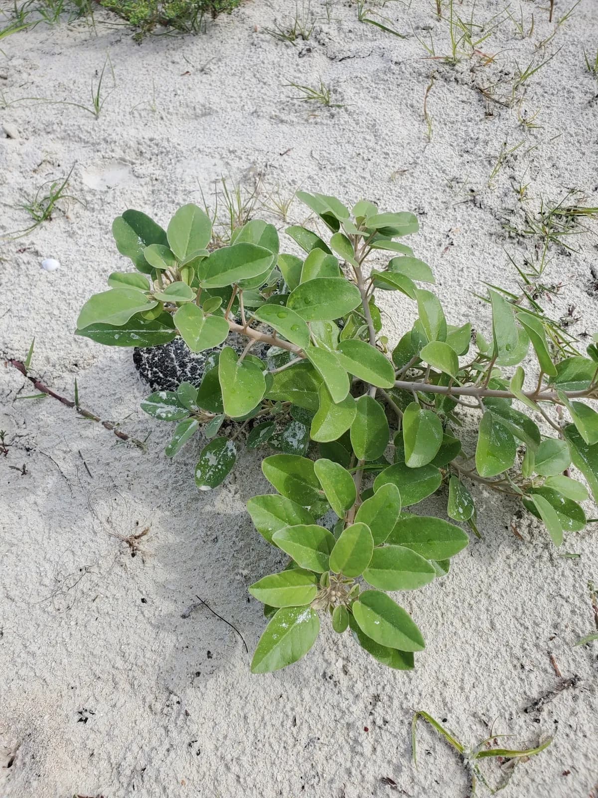 Gulf croton (Croton punctatus)
