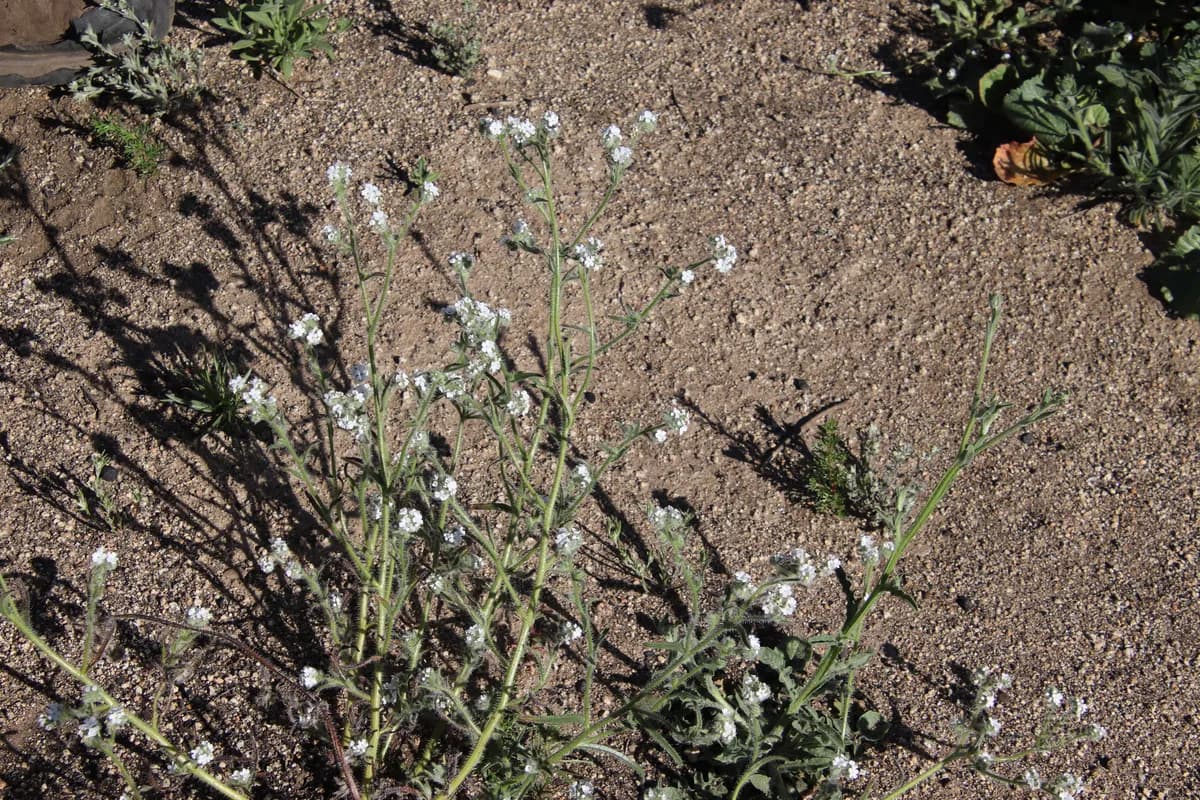 Common cryptantha (Cryptantha intermedia)