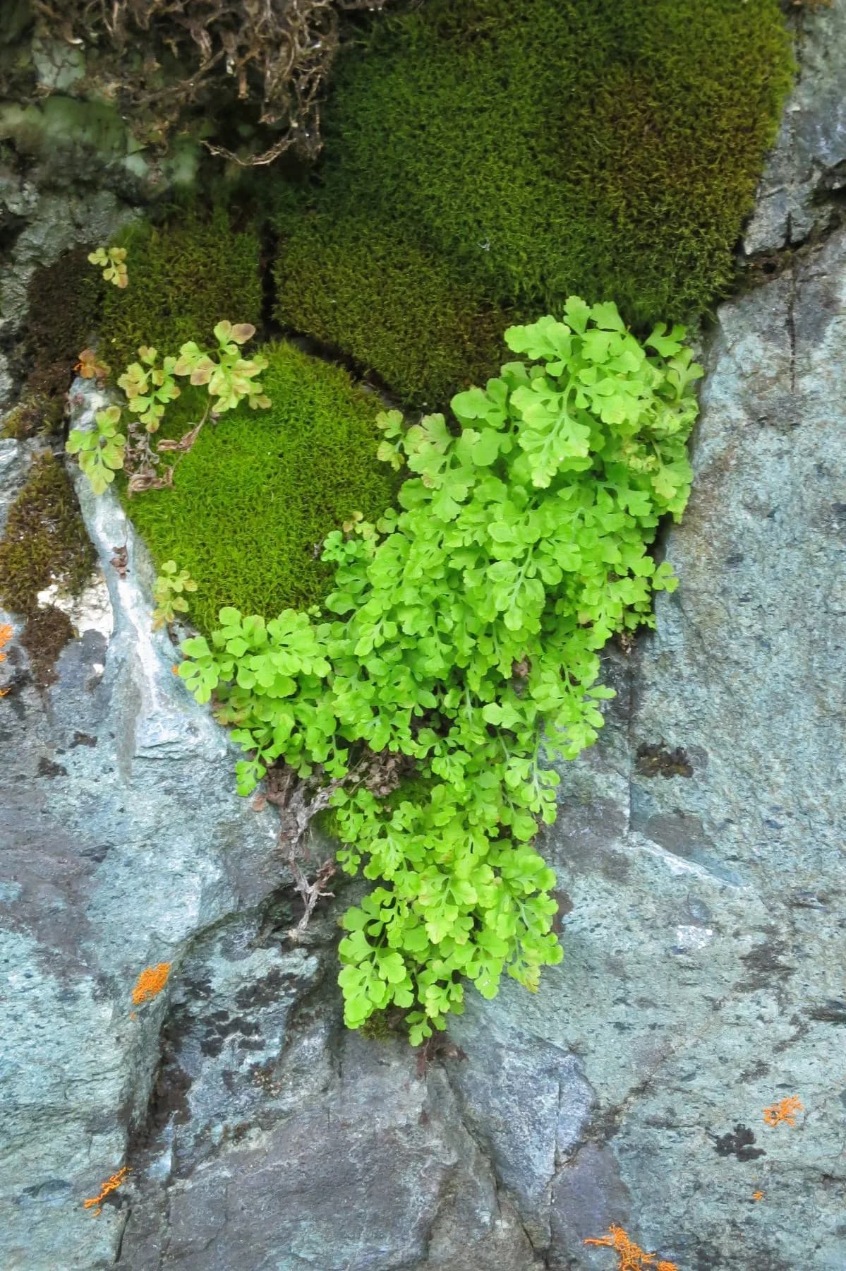 Fragile Rockbrake (Cryptogramma stelleri)