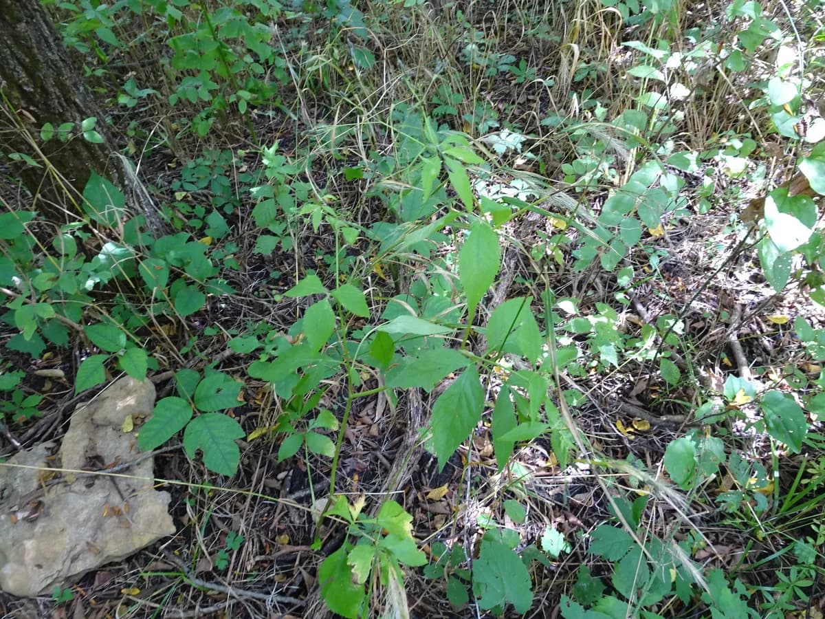 White Chervil (Cryptotaenia canadensis)