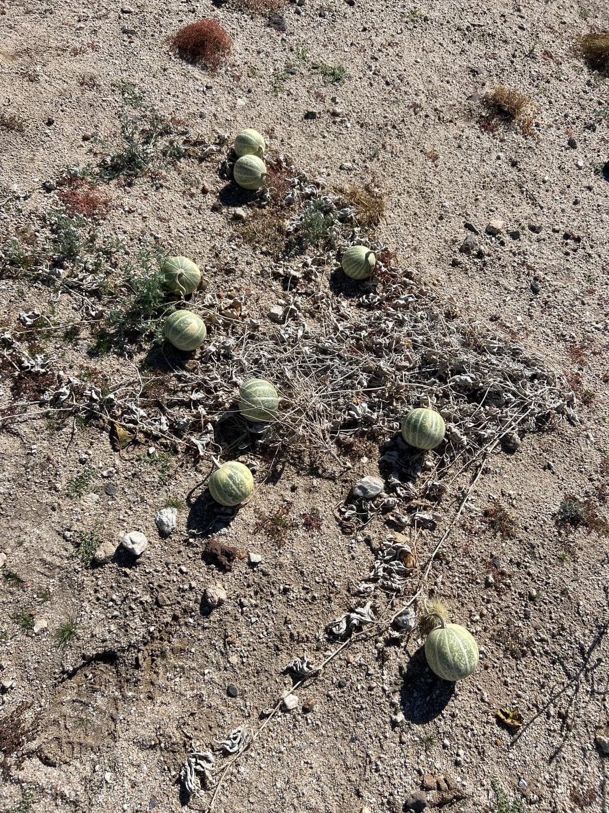 Coyote Gourd (Cucurbita palmata)