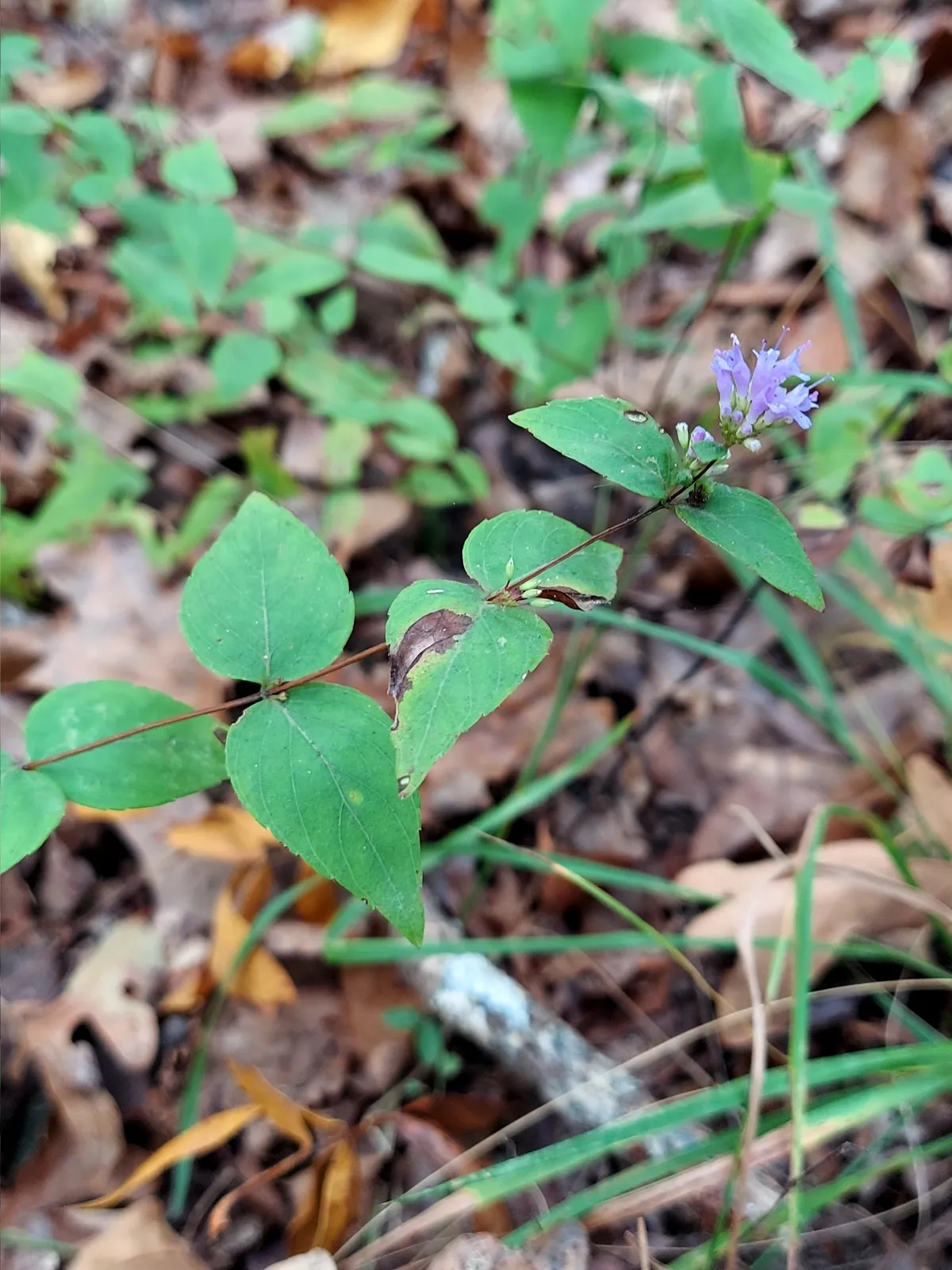American Dittany (Cunila origanoides)