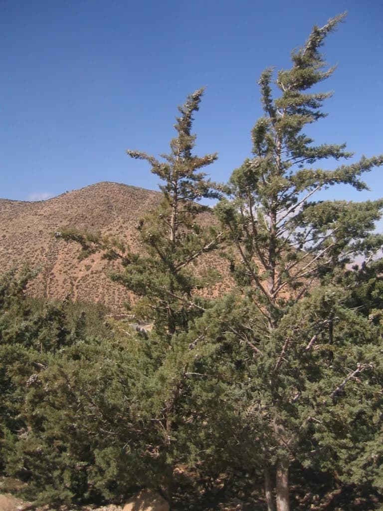 Arizona Cypress (Cupressus arizonica)