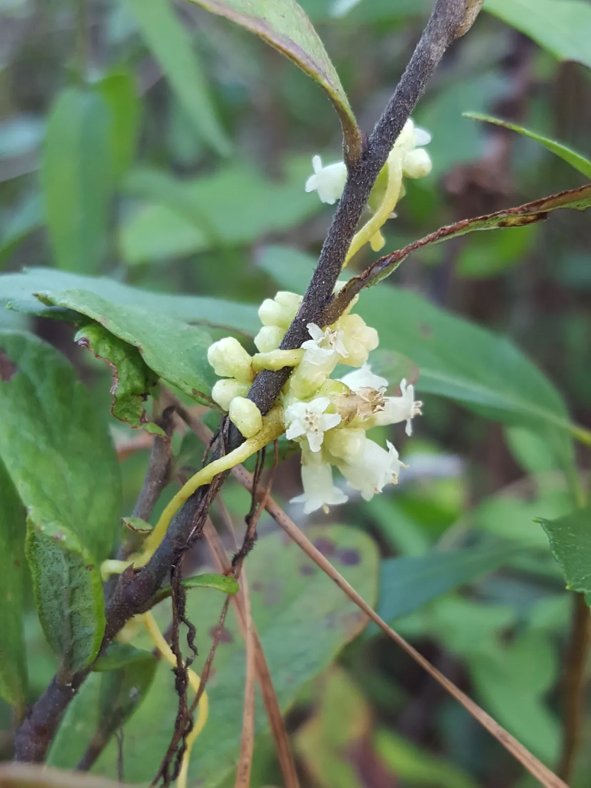 Compact Dodder (Cuscuta compacta)