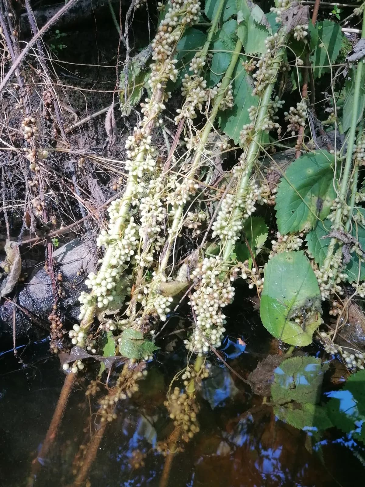 Gronovius Dodder (Cuscuta gronovii)