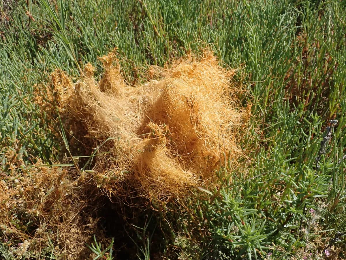 Pacific dodder (Cuscuta pacifica)