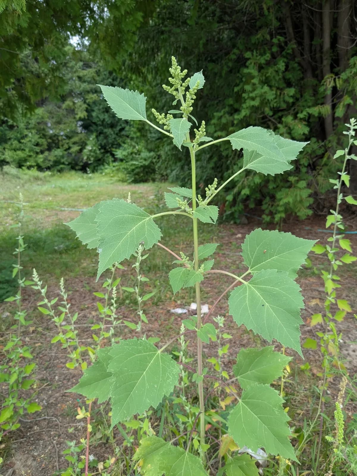 Giant Sumpweed (Cyclachaena xanthiifolia)