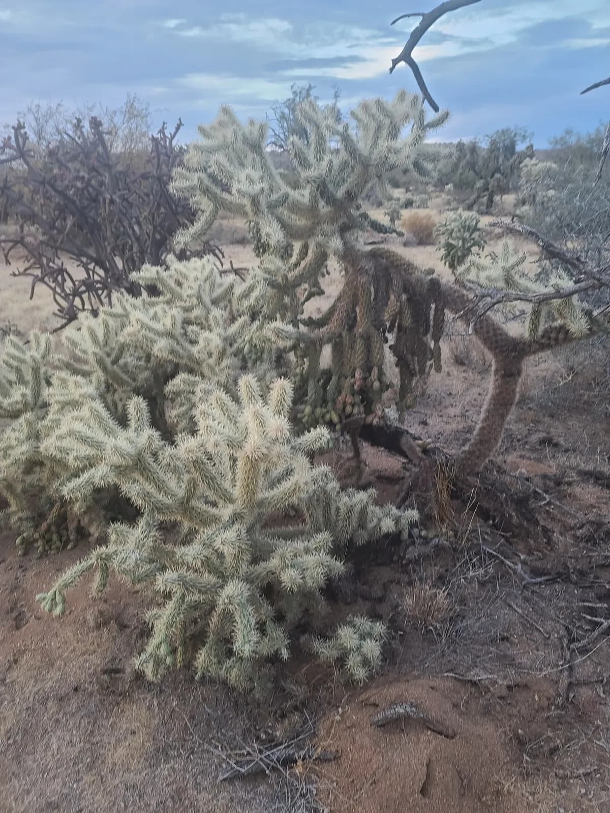 Jumping Cholla (Cylindropuntia fulgida)