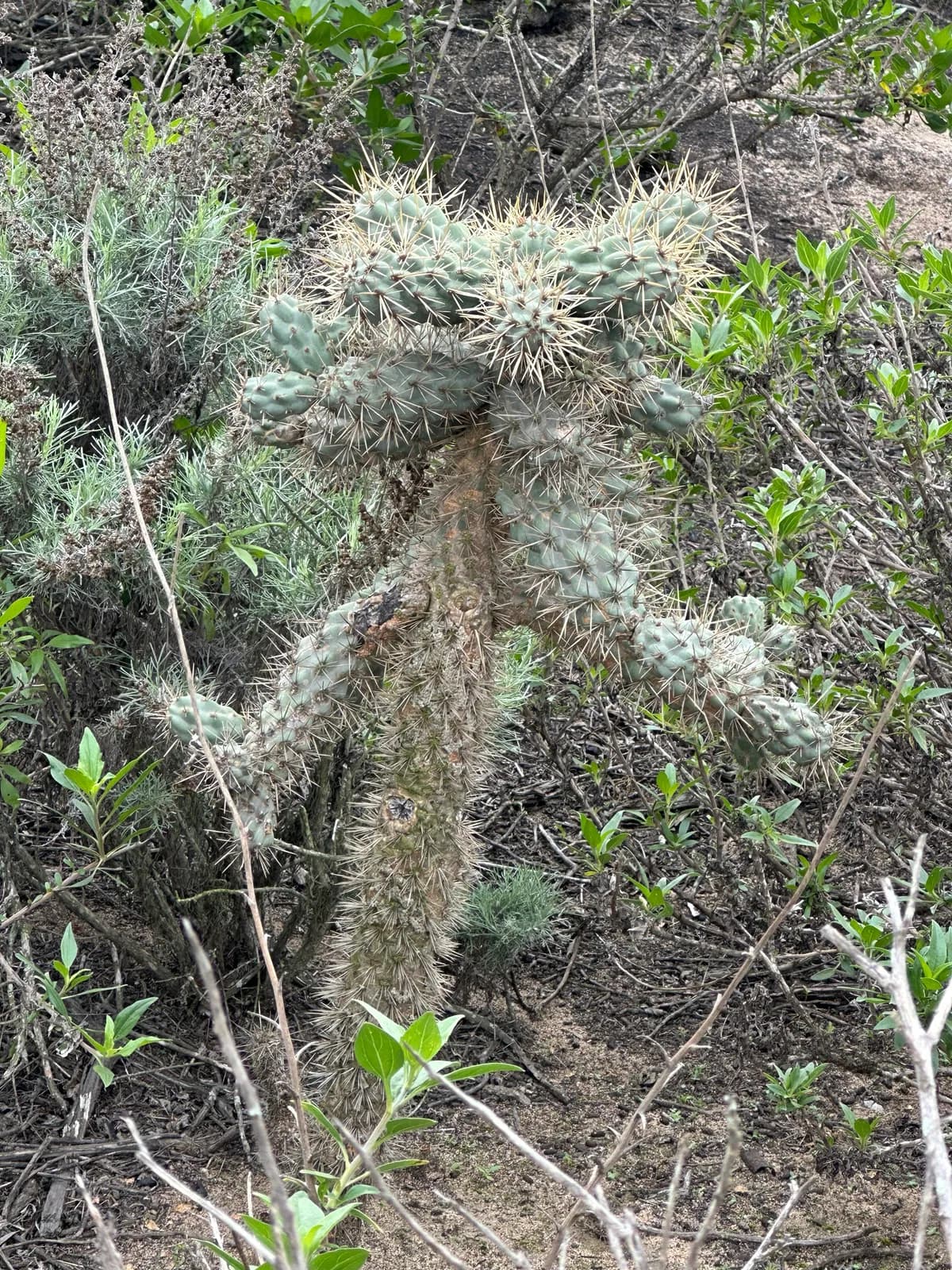 Coastal cholla (Cylindropuntia prolifera)