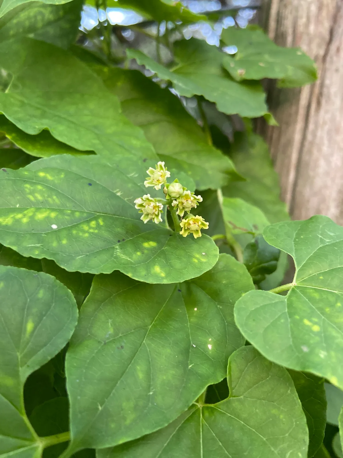 Talayote (Cynanchum racemosum)