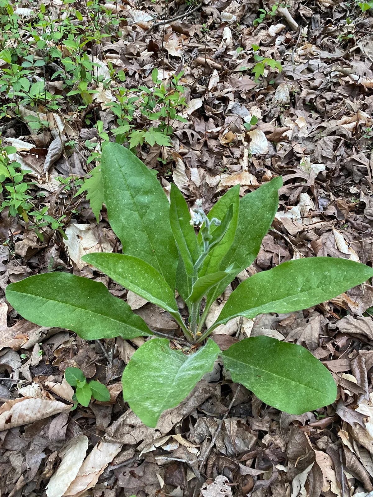 Giant-Forget-Me-Not (Cynoglossum virginianum)