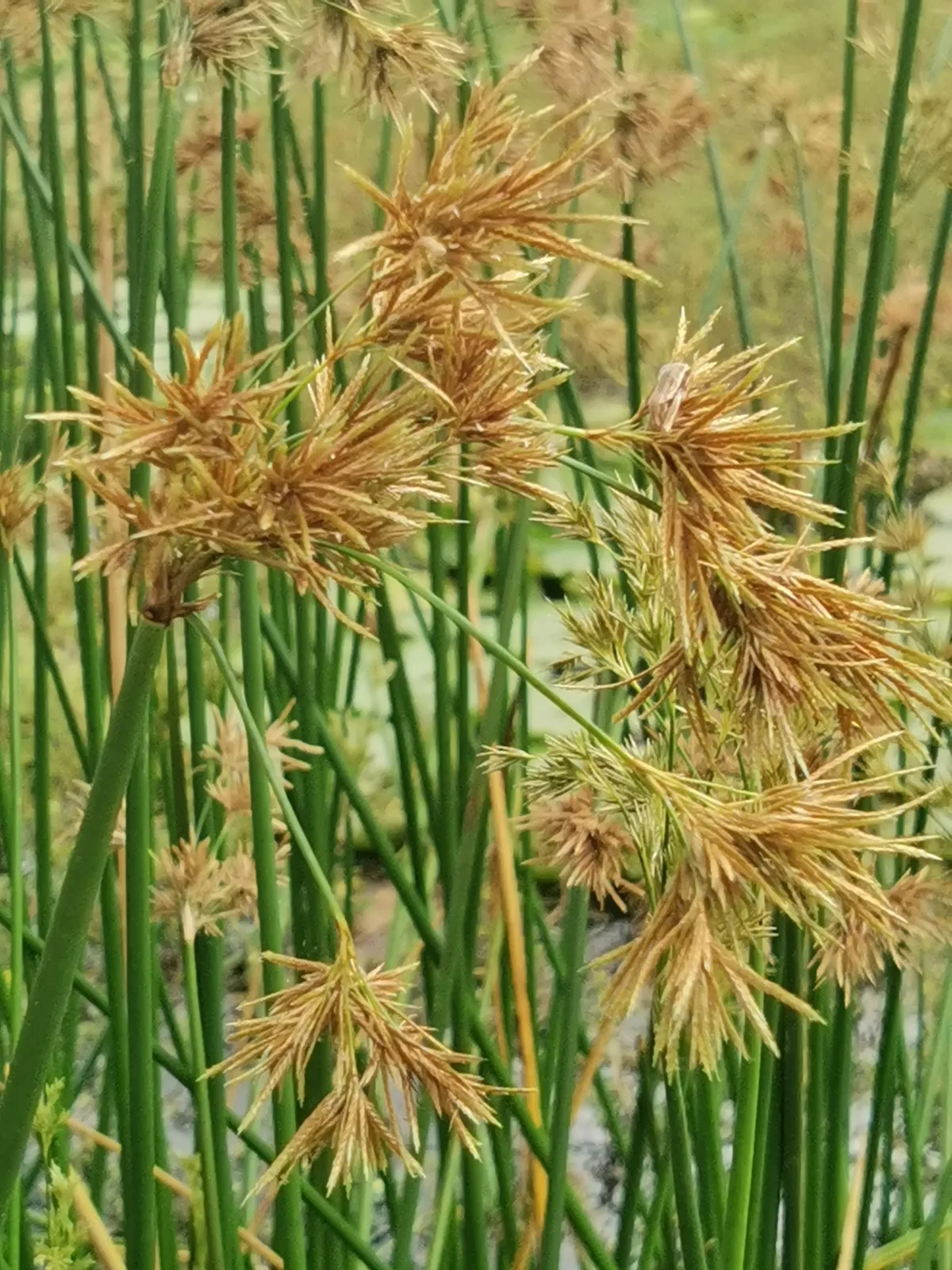Chintul (Cyperus articulatus)
