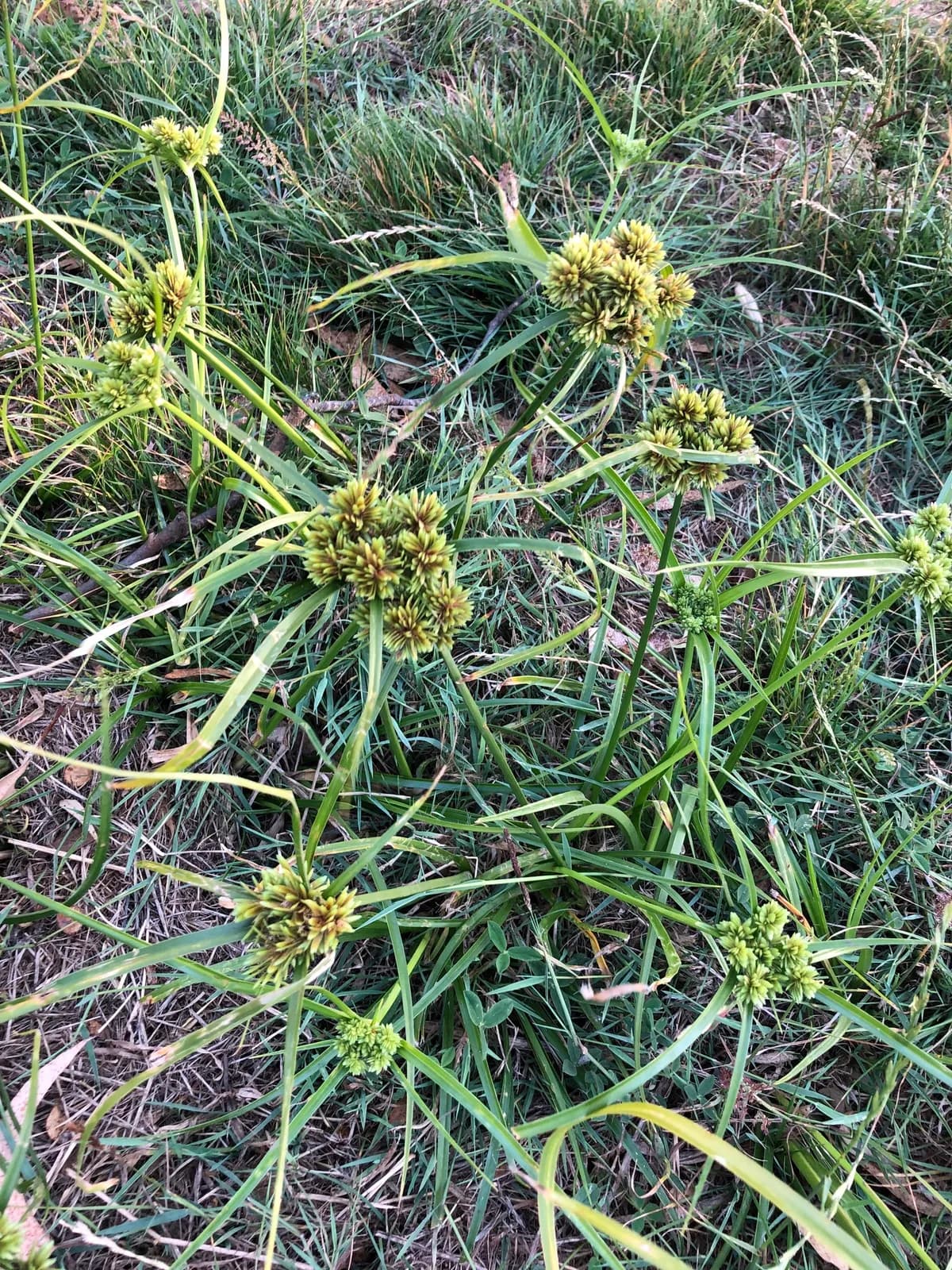 Tall Flatsedge (Cyperus eragrostis)