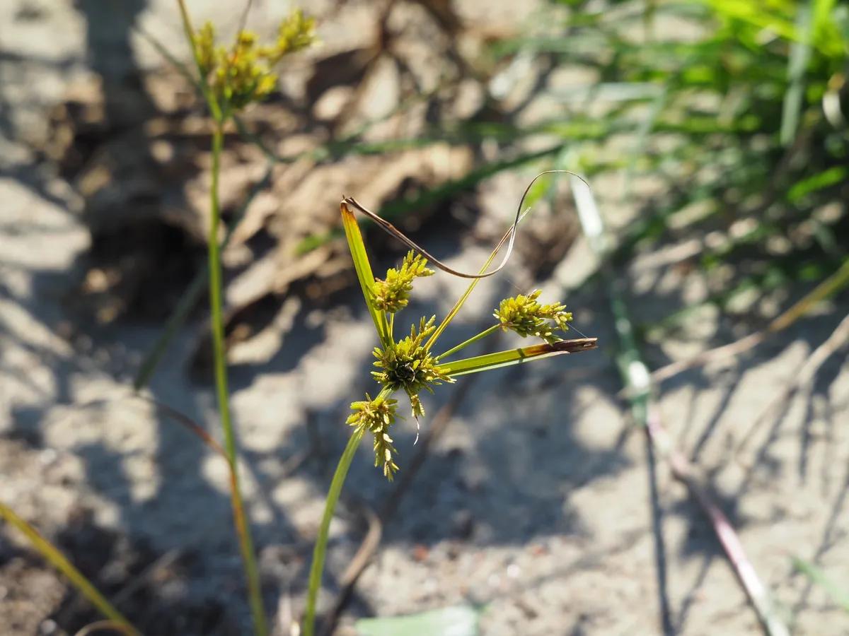 Umbrella Sedge (Cyperus iria)