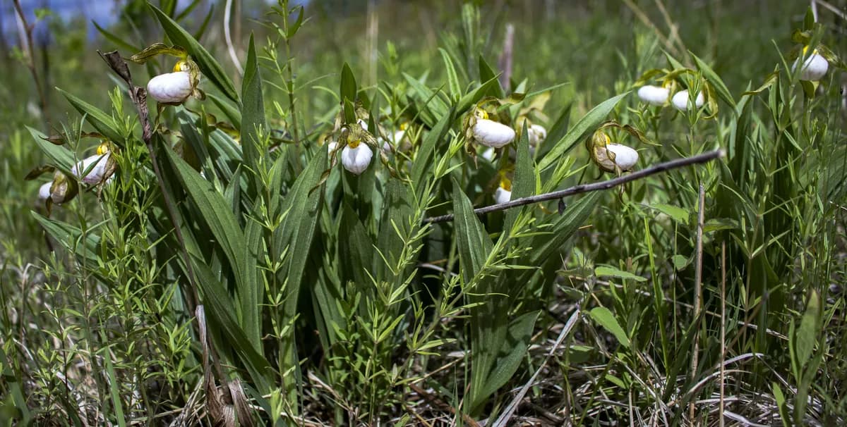White lady's-slipper (Cypripedium candidum)