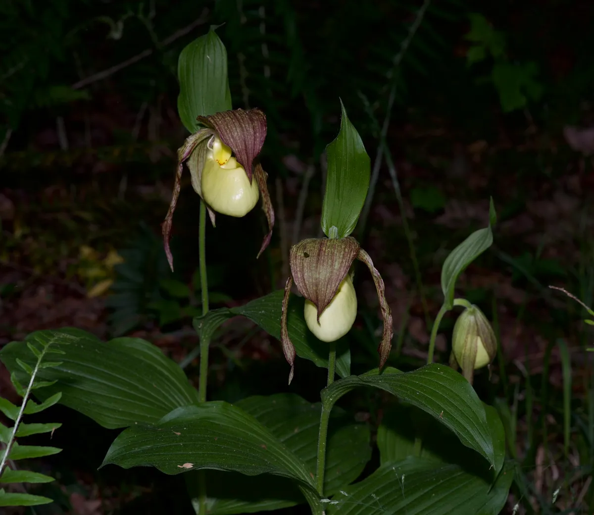 Kentucky lady's slipper (Cypripedium kentuckiense)