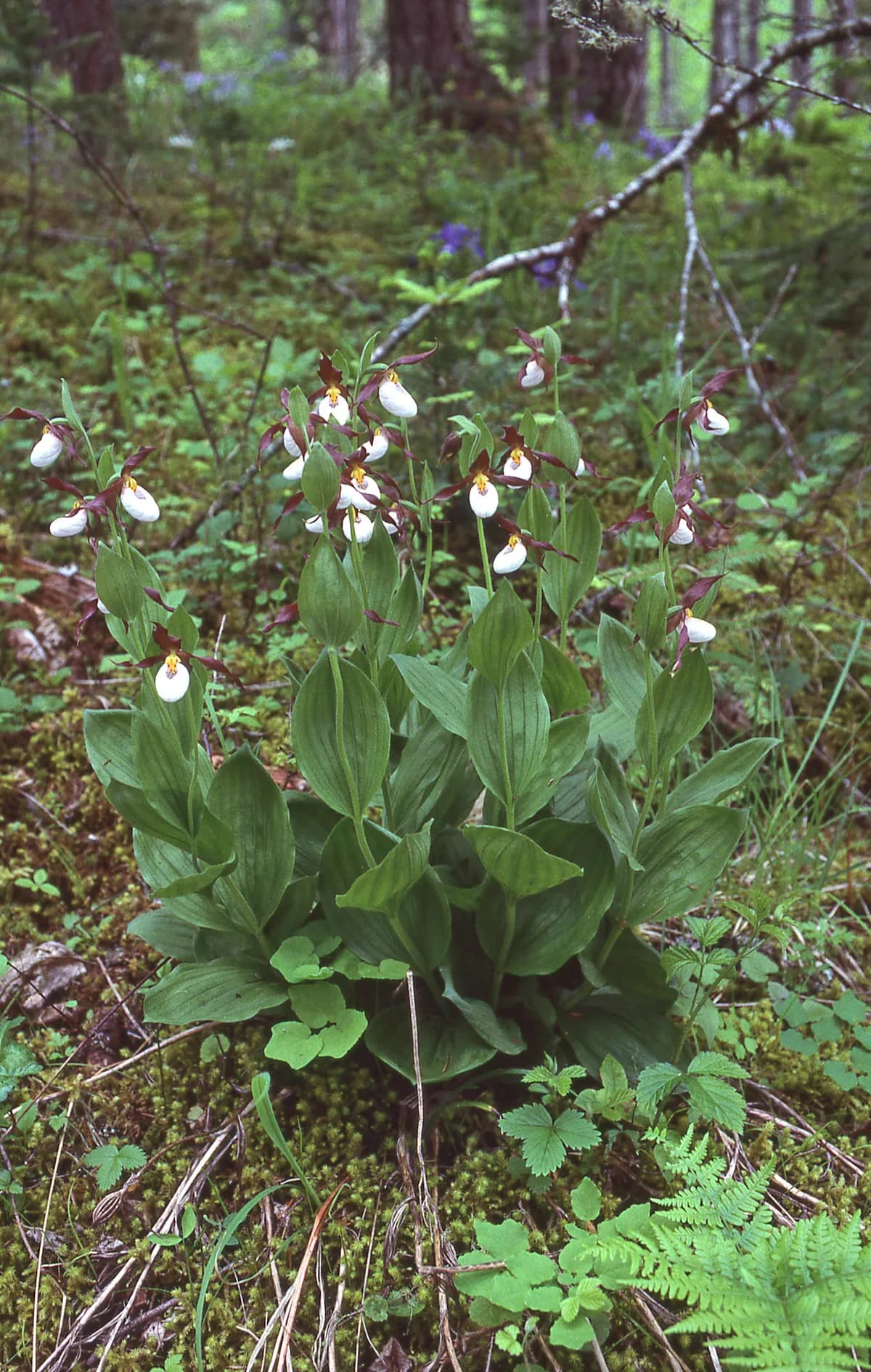 Mountain Lady's-slipper (Cypripedium montanum)