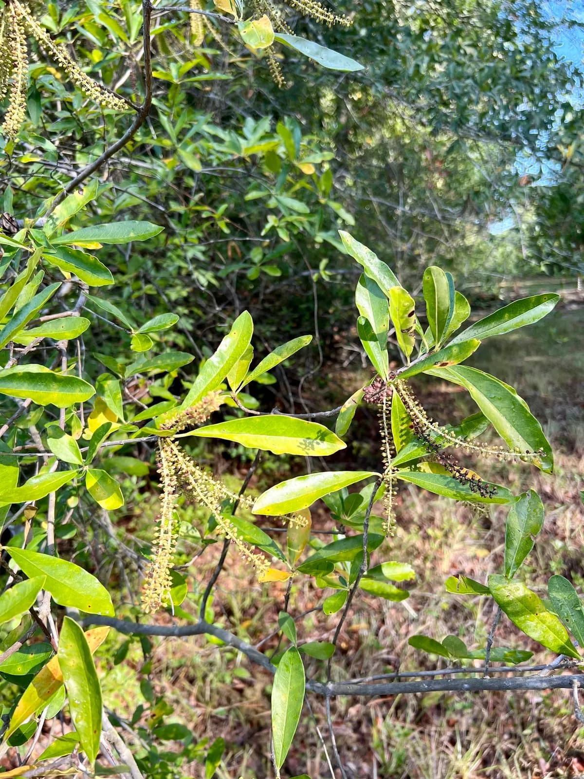 Titi (Cyrilla racemiflora)