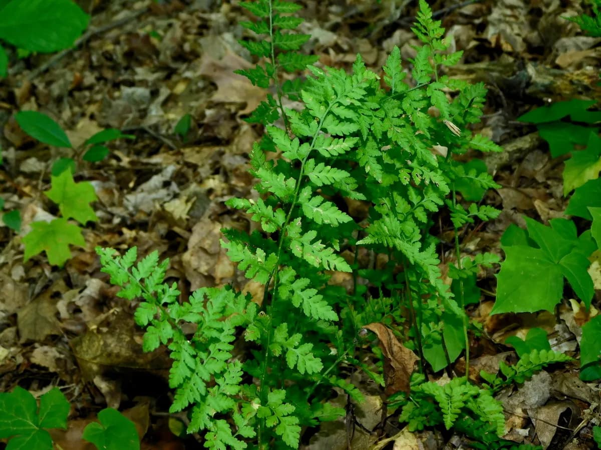 Lowland Brittle Fern (Cystopteris protrusa)