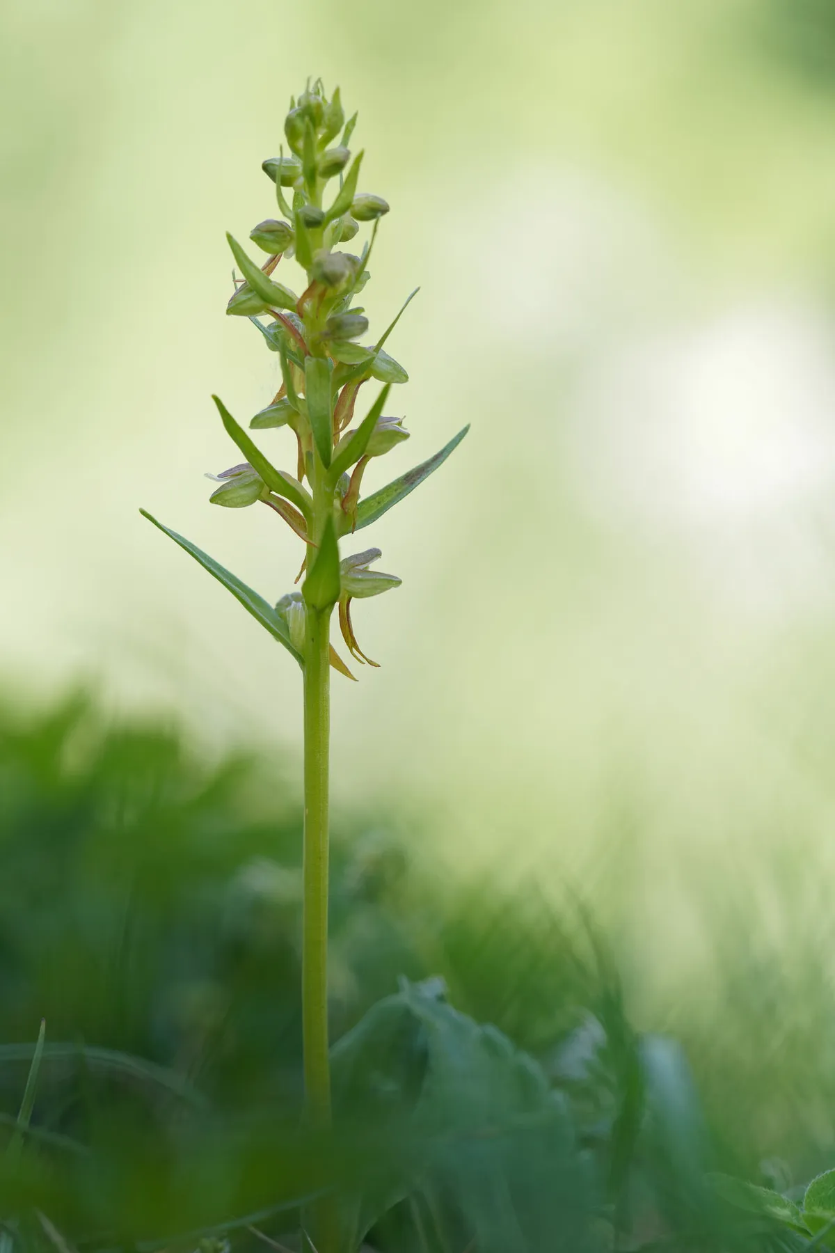 Longbract Frog Orchid (Dactylorhiza viridis)