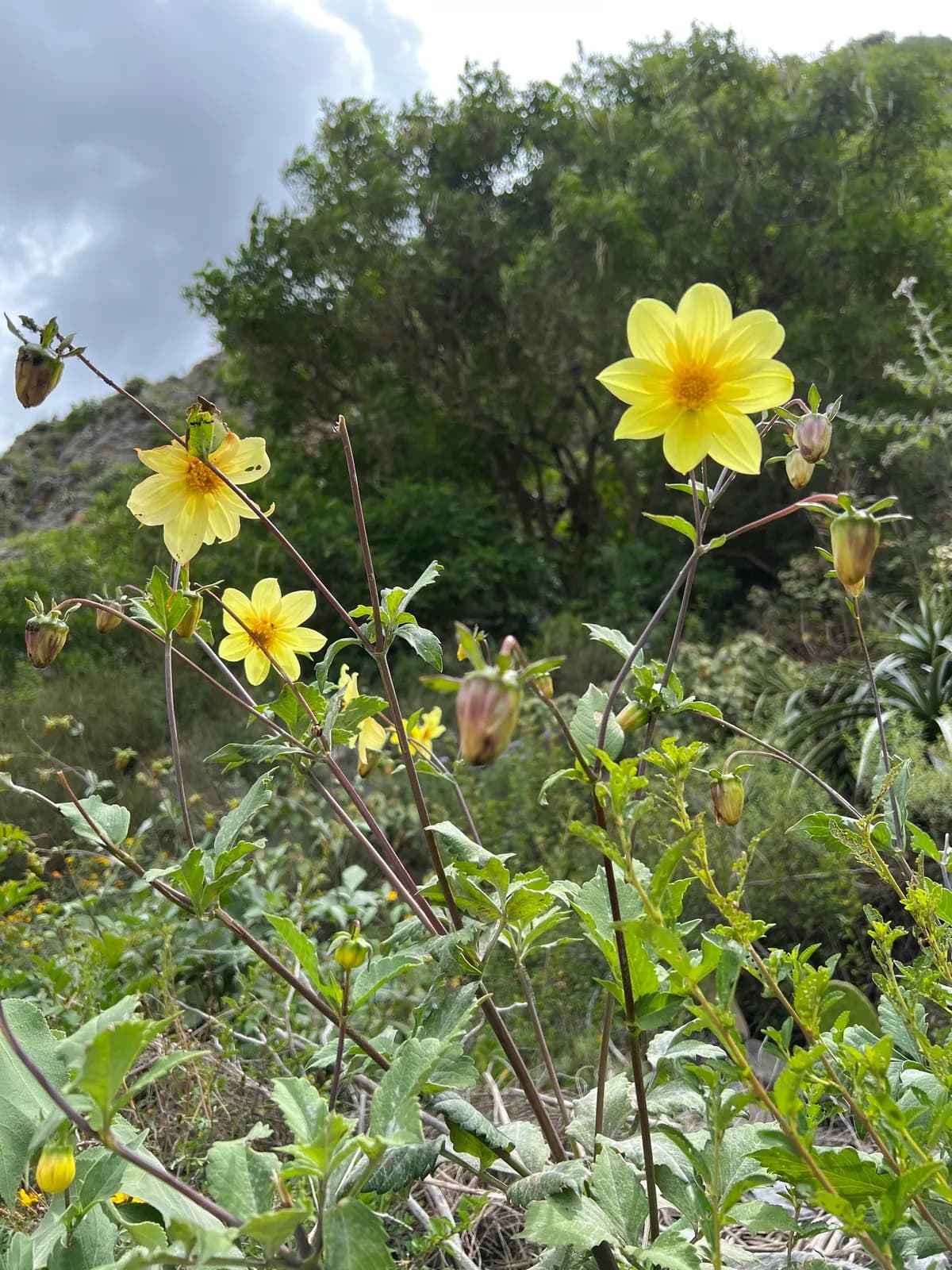 Dahlia (Dahlia pinnata)