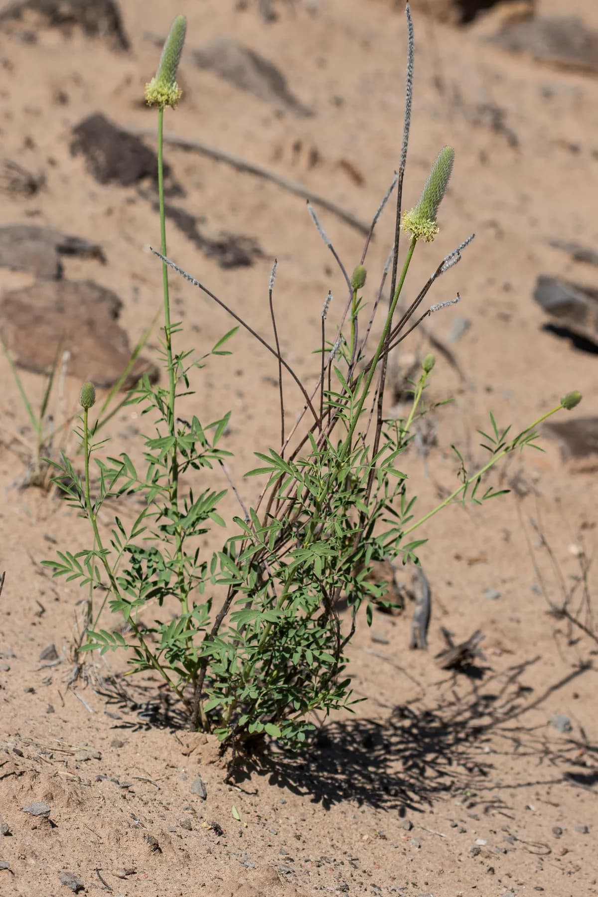 Andean prairie clover (Dalea cylindriceps)