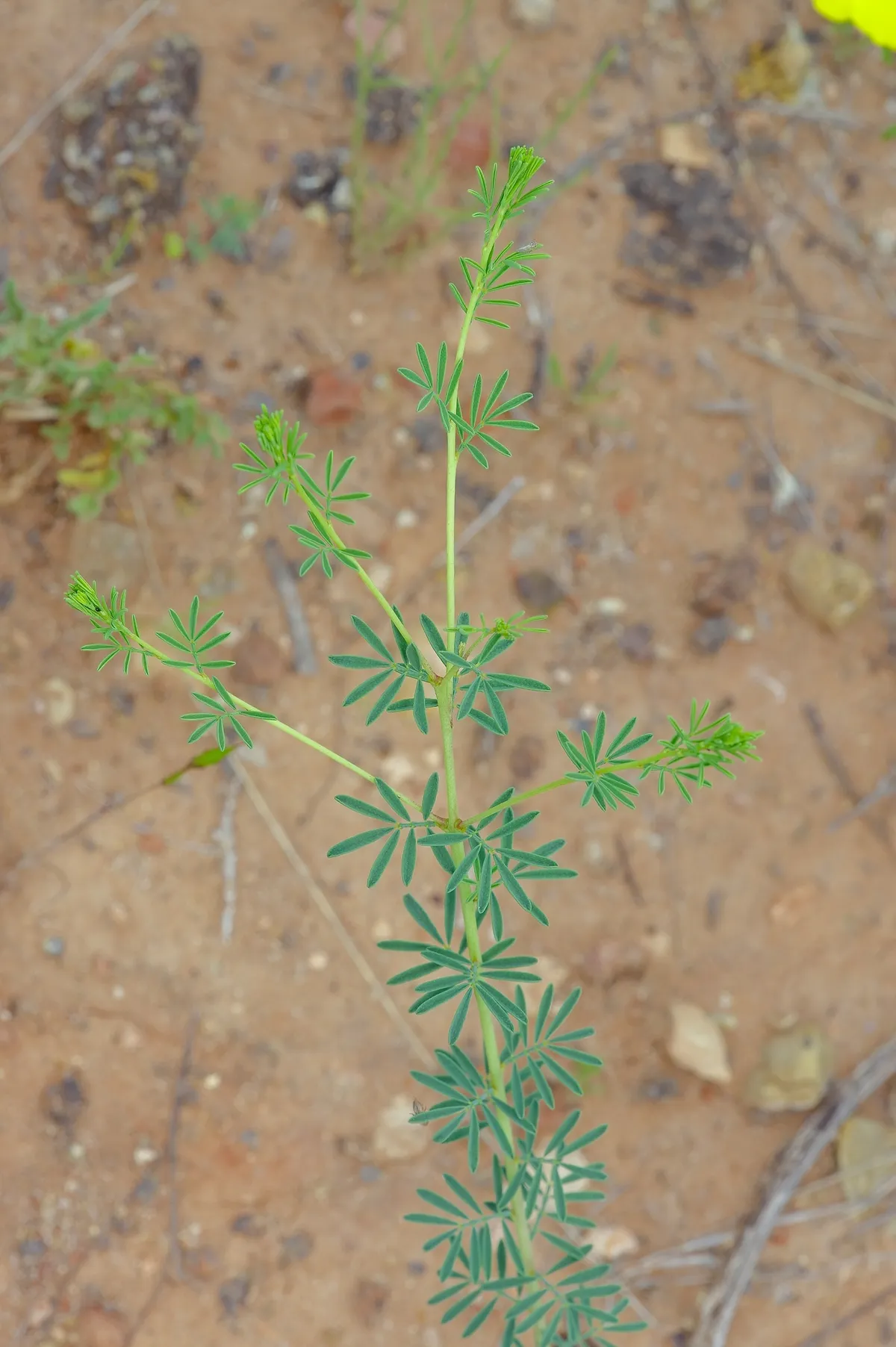 Nine-Anther Prairie Clover (Dalea enneandra)