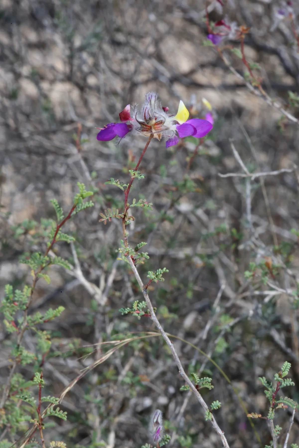 Feather Dalea (Dalea formosa)