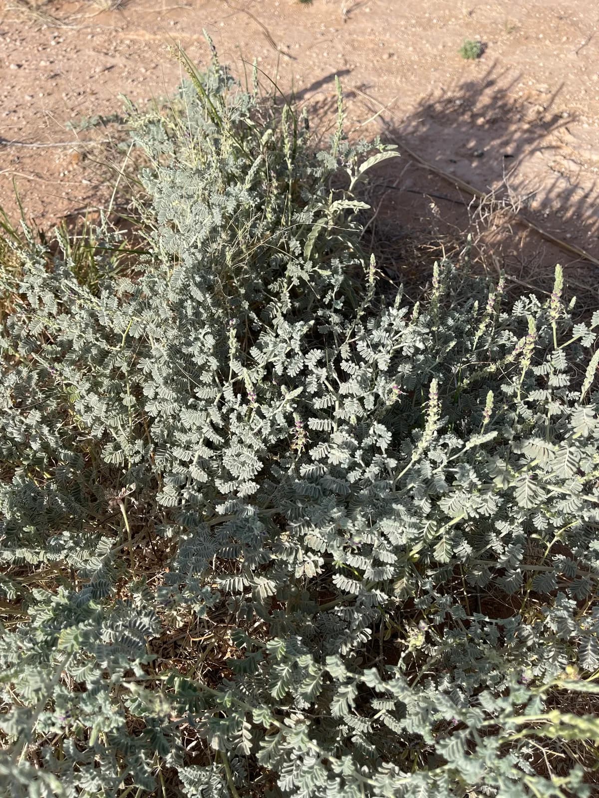 Woolly Dalea (Dalea lanata)