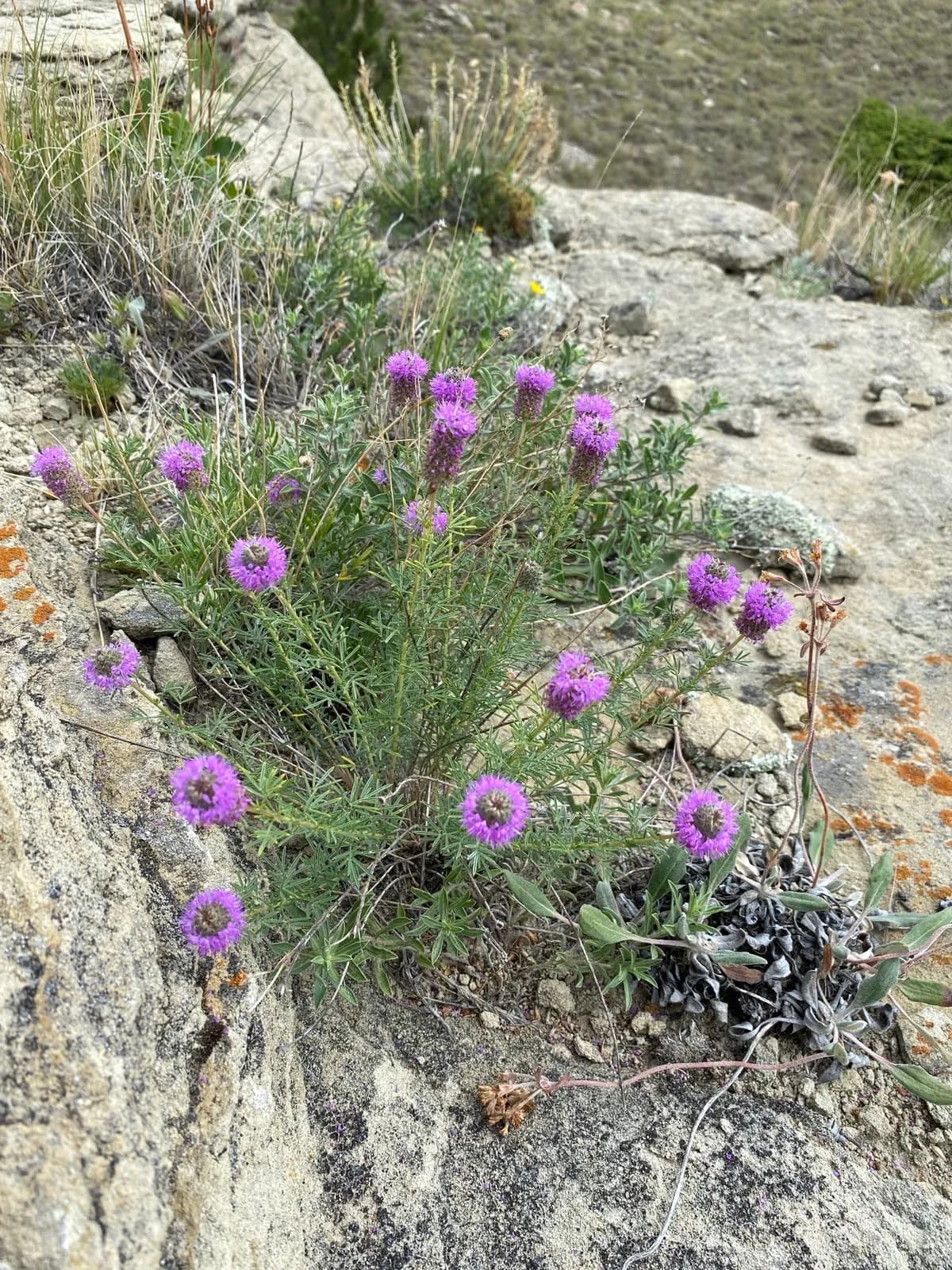Purple Prairie-clover (Dalea purpurea)