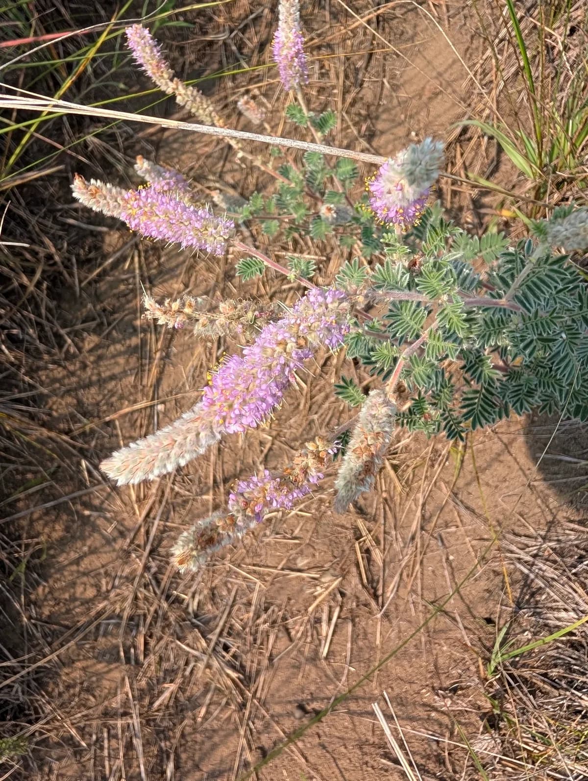 Silky Prairie-clover (Dalea villosa)