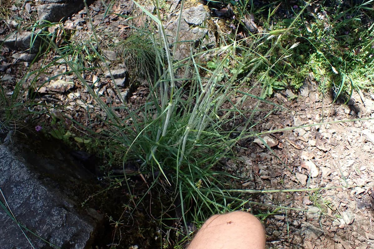 California Oat Grass (Danthonia californica)