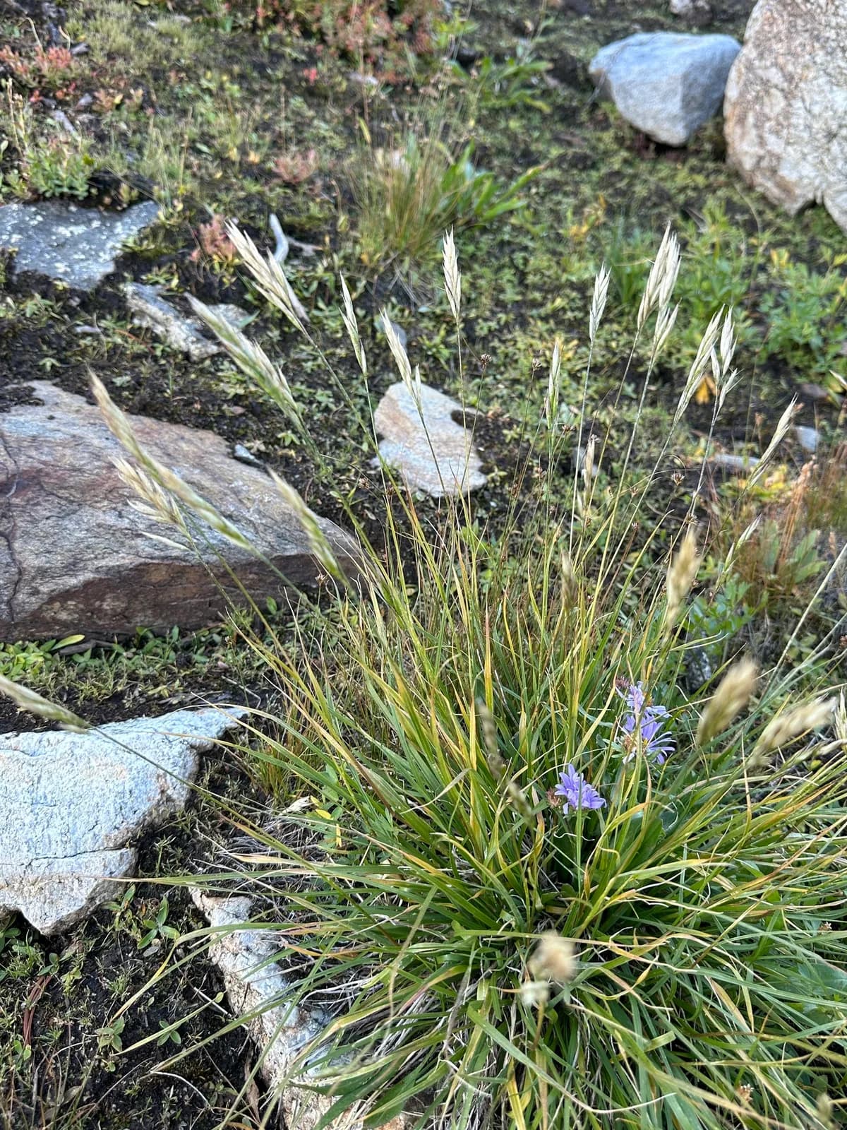 Intermediate Oat Grass (Danthonia intermedia)