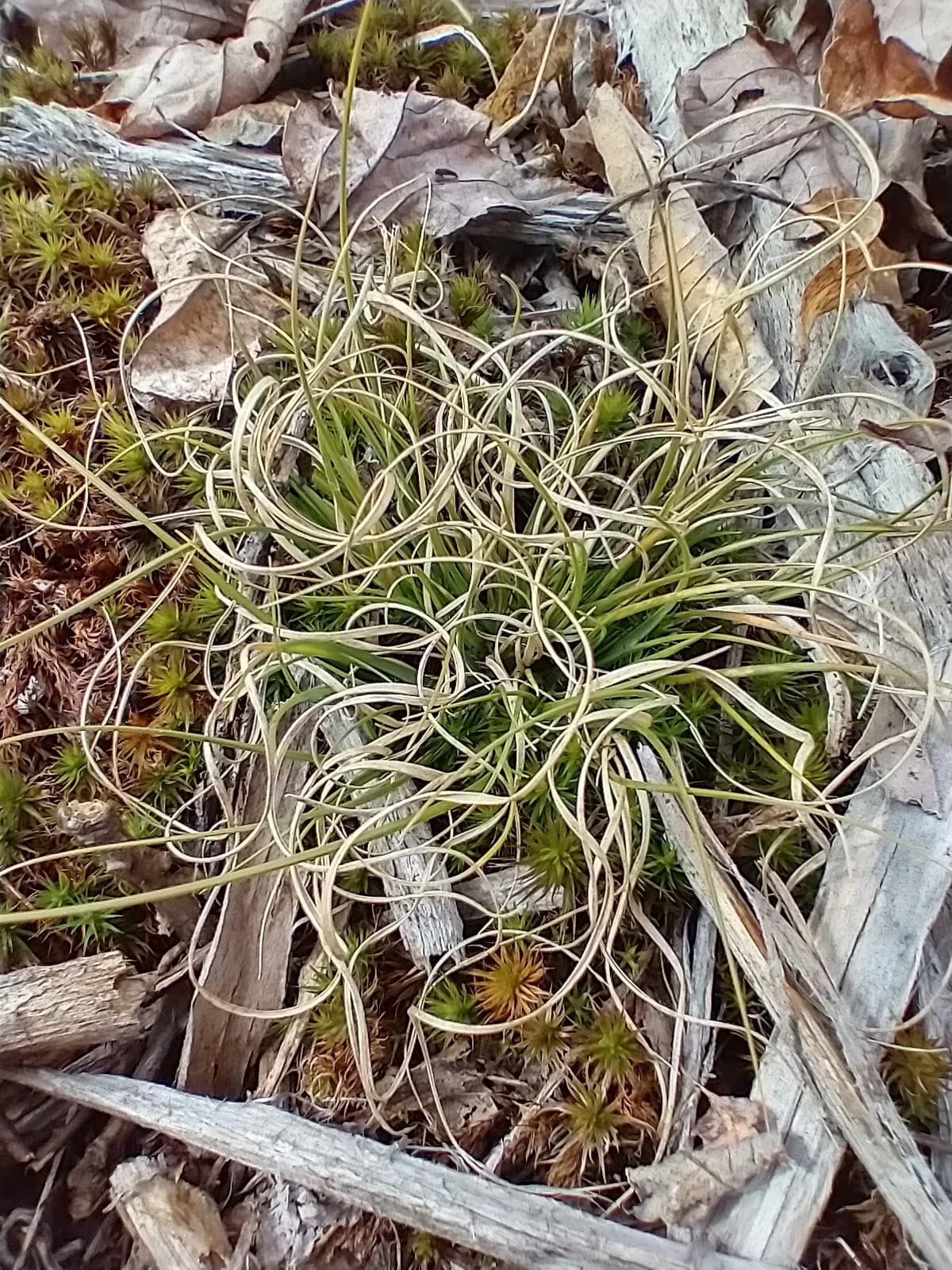 Poverty Oat Grass (Danthonia spicata)