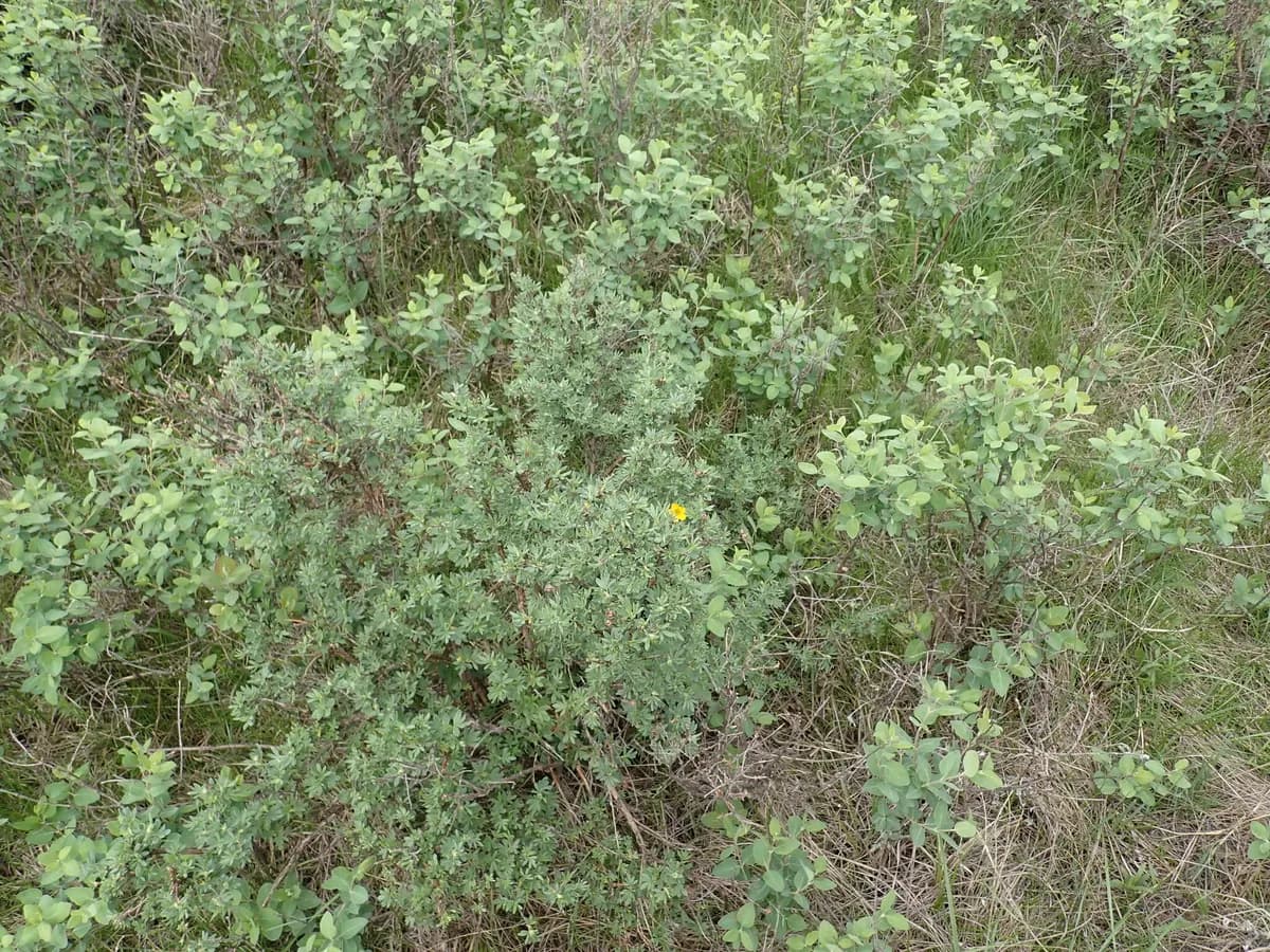 Alpine Cinquefoil (Dasiphora fruticosa)