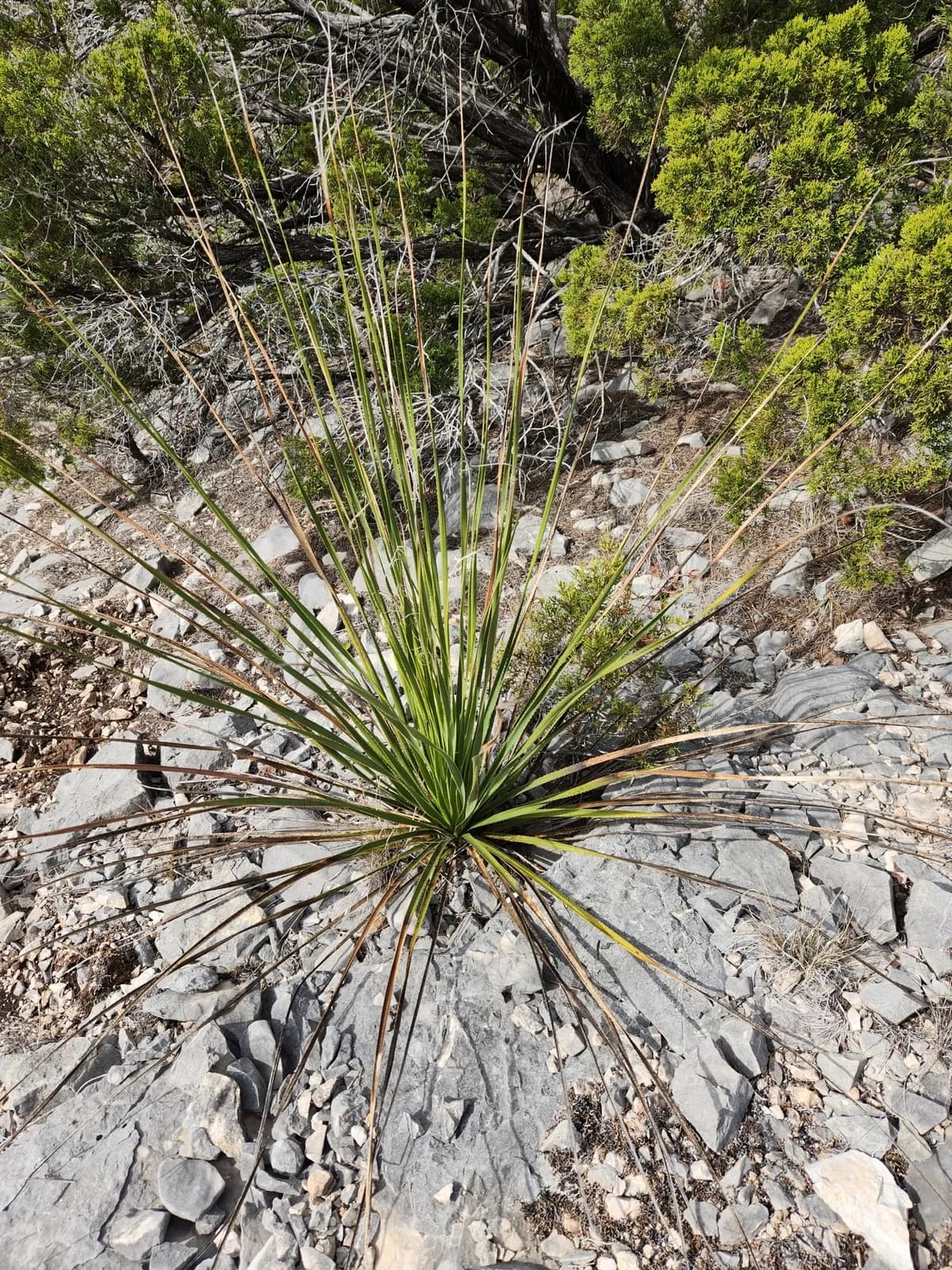 Texas Sotol (Dasylirion texanum)
