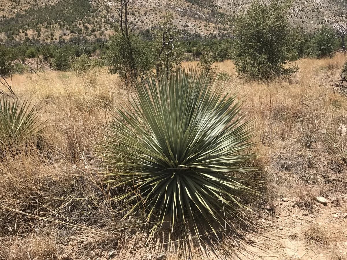 Common Sotol (Dasylirion wheeleri)