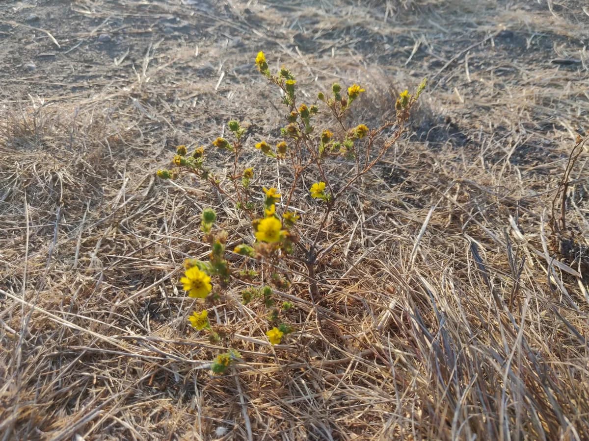 Deinandra corymbosa
