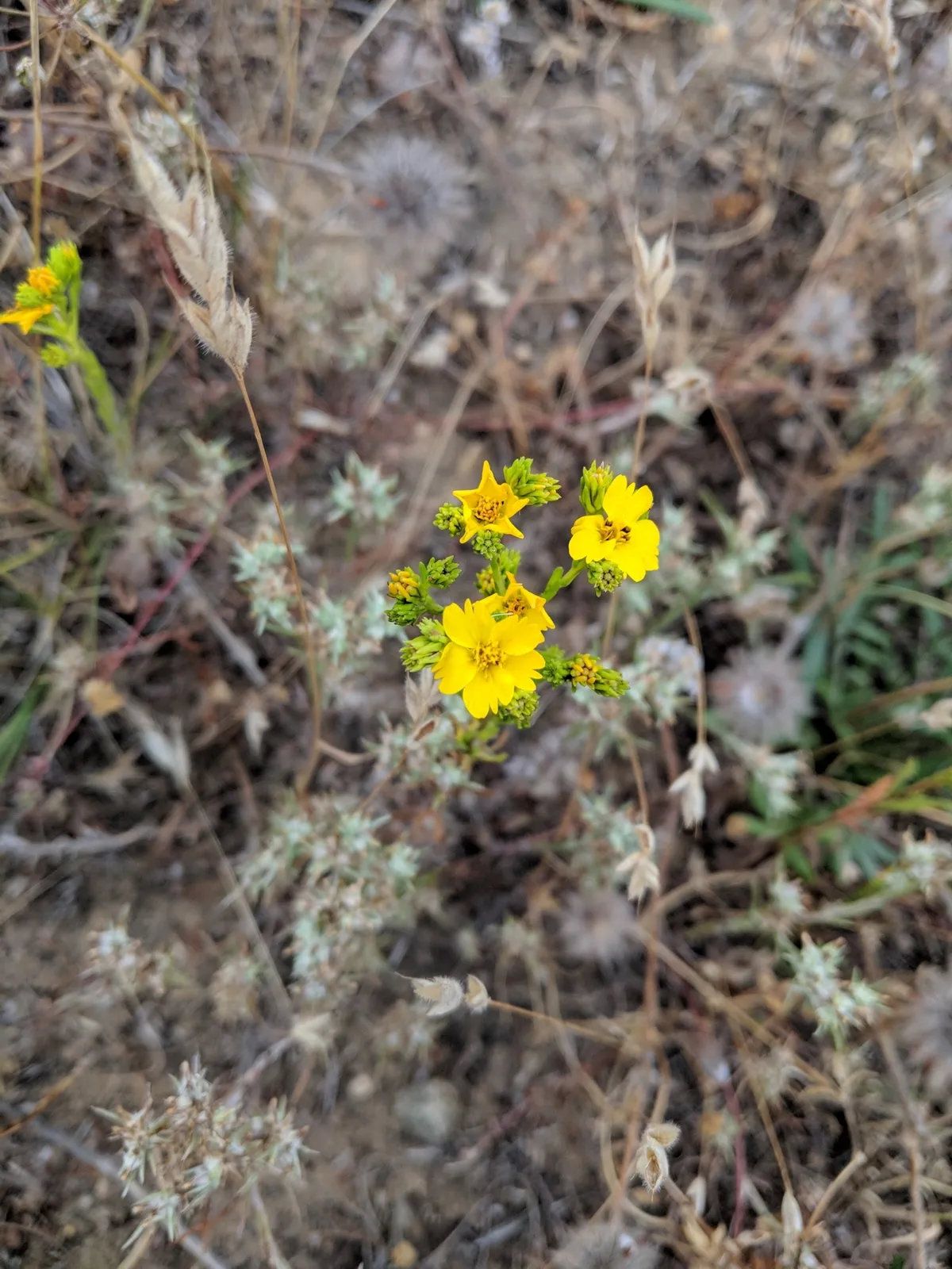 Clustered tarweed (Deinandra fasciculata)