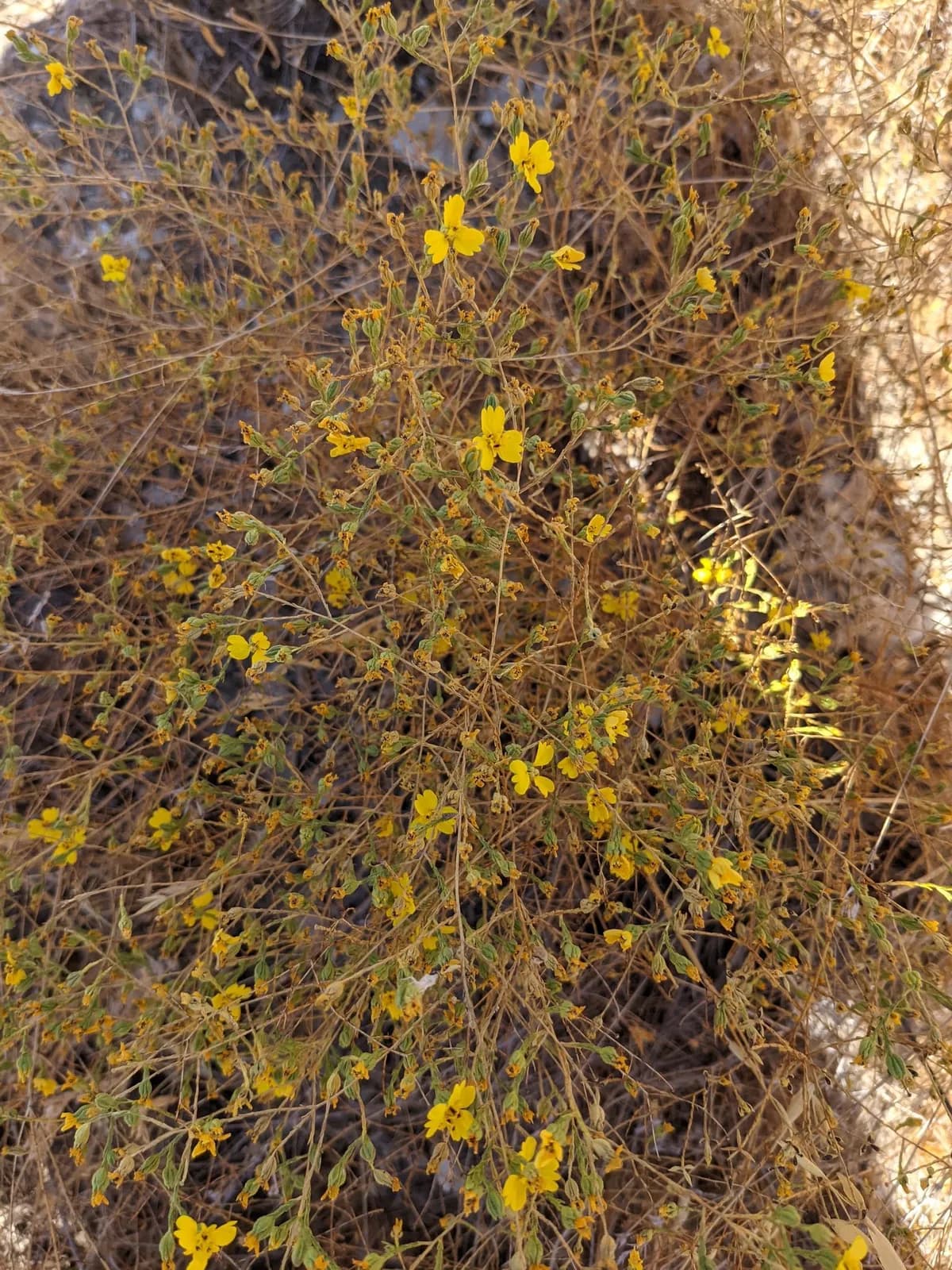 Threeray tarweed (Deinandra lobbii)