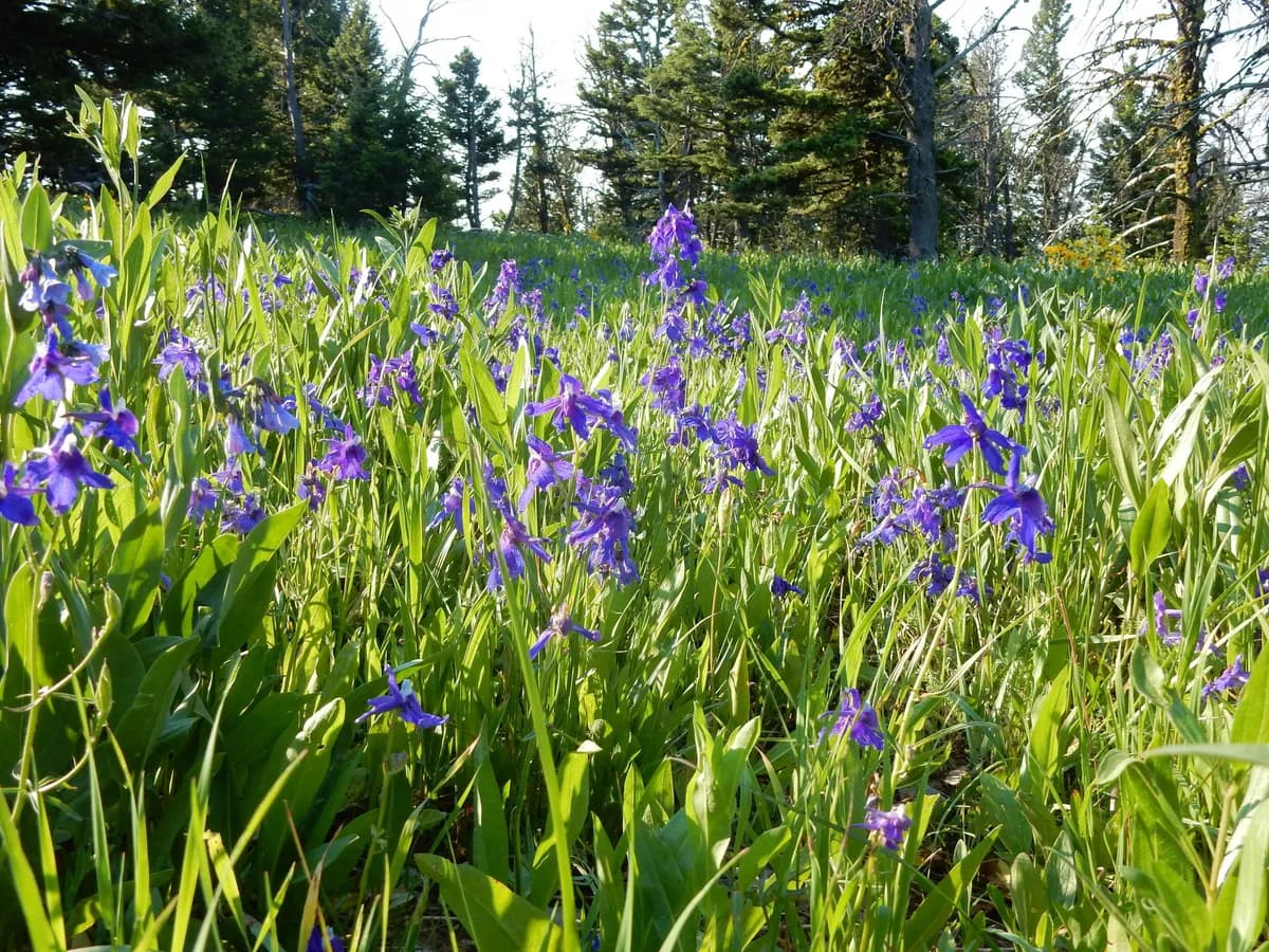 Low Larkspur (Delphinium bicolor)